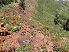 Castilleja applegatei viscida
