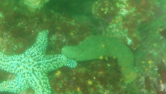 Apostichopus parvimensis