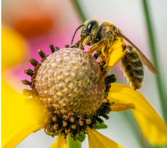 Andrena rudbeckiae