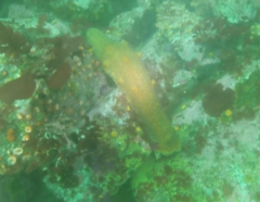 Apostichopus parvimensis