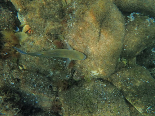 Cipli (Mugilidae)