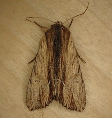 Apamea cuculliformis