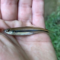 Notropis texanus