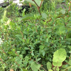 Polygonum aviculare
