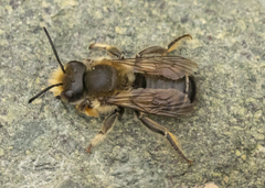 Megachile frigida