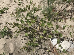 Phacelia malvifolia