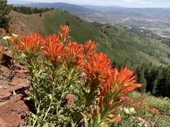 Castilleja applegatei viscida