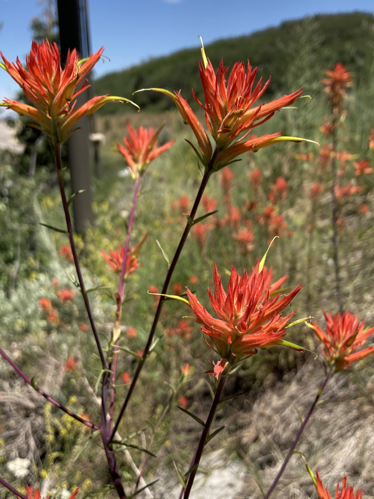 Castilleja linariifolia