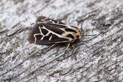 Apantesis williamsii