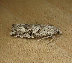 Pelochrista serpentana