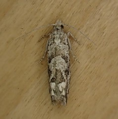 Pelochrista serpentana