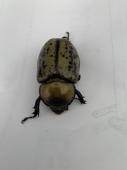 Dynastes tityus