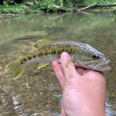 Micropterus warriorensis