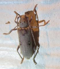 Eburia mutica