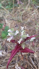 Collinsia tinctoria