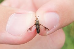 Chrysops univittatus