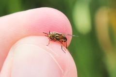 Chrysops univittatus