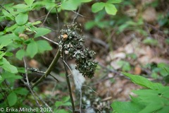 Tuckermanopsis ciliaris