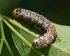 Pyrrhia exprimens