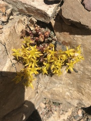 Sedum debile