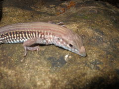 Aspidoscelis lineattissimus