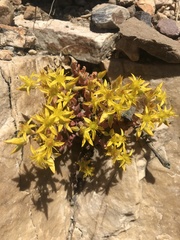 Sedum debile