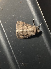 Agrotis clavis