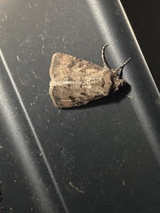 Agrotis clavis