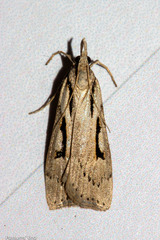 Scoparia rotuella