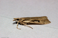 Scoparia rotuella
