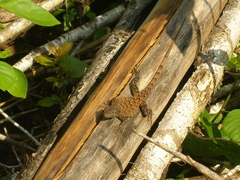 Sceloporus utiformis