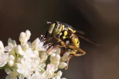 Spilomyia interrupta