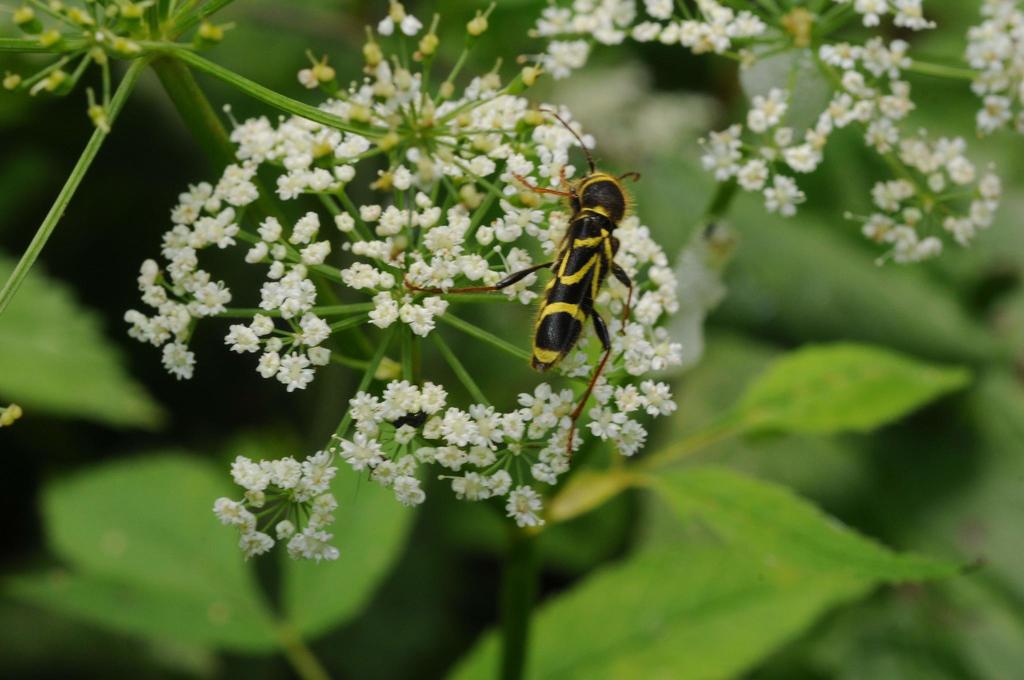 Cyrtoclytus capra