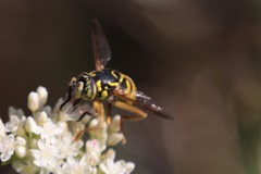 Spilomyia interrupta