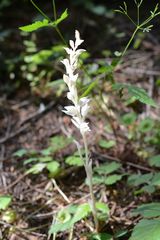 Cephalanthera austiniae