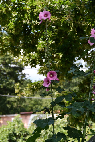 Vrtni sljez (Alcea rosea)