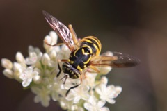 Spilomyia interrupta
