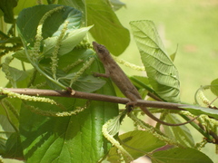 Anolis nebulosus