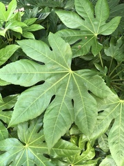 Fatsia