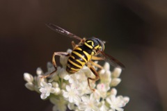 Spilomyia interrupta