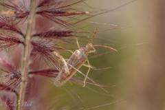 Mecidea