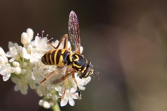 Spilomyia interrupta