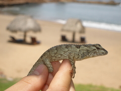 Sceloporus melanorhinus