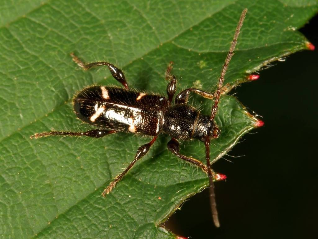 Phymatodes nitidus