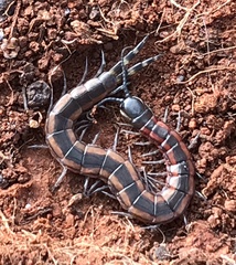 Scolopendra laeta