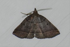 Zanclognatha obscuripennis