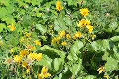 Balsamorhiza