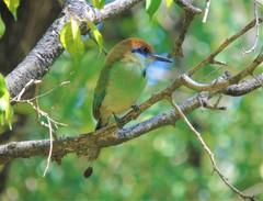 Momotus mexicanus