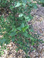 Ceanothus integerrimus