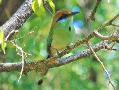 Momotus mexicanus